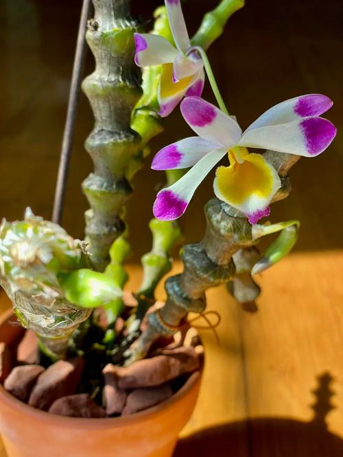 肿节石斛的养殖方法,肿结石斛图-第2张图片-优品飞百科 肿节石斛的养殖方法,肿结石斛图-第2张图片-优品飞百科