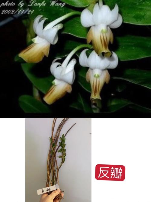 肿节石斛的养殖方法,肿结石斛图-第3张图片-优品飞百科 肿节石斛的养殖方法,肿结石斛图-第3张图片-优品飞百科