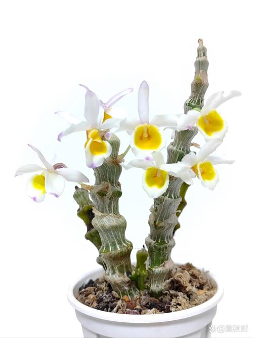 肿节石斛的养殖方法,肿结石斛图-第4张图片-优品飞百科 肿节石斛的养殖方法,肿结石斛图-第4张图片-优品飞百科