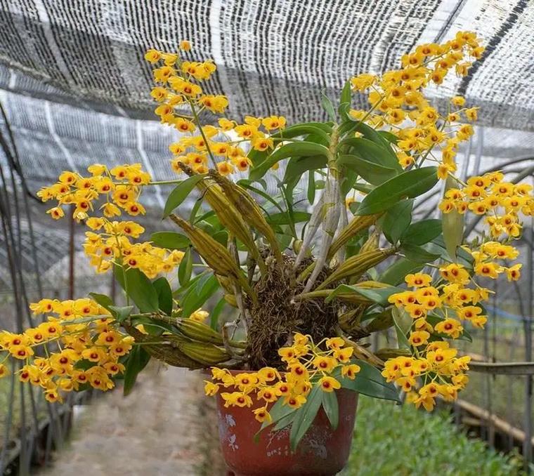 肿节石斛的养殖方法,肿结石斛图-第5张图片-优品飞百科 肿节石斛的养殖方法,肿结石斛图-第5张图片-优品飞百科