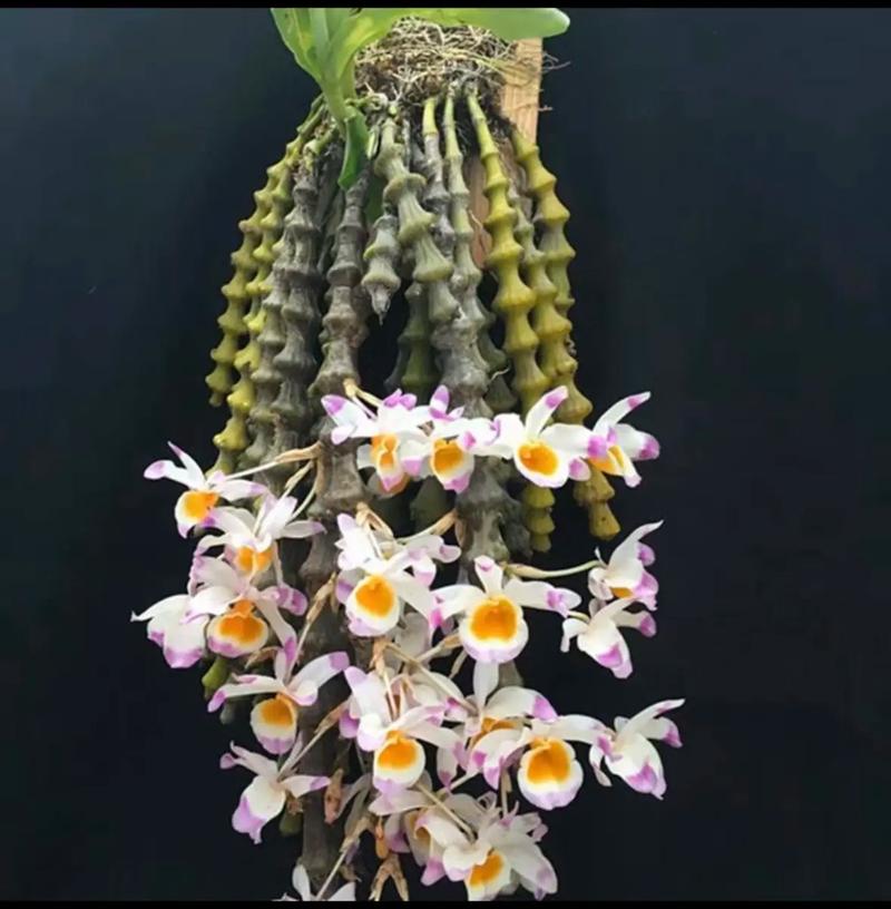 肿节石斛的养殖方法,肿结石斛图-第6张图片-优品飞百科 肿节石斛的养殖方法,肿结石斛图-第6张图片-优品飞百科