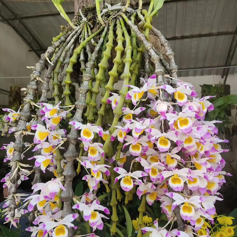 肿节石斛的养殖方法,肿结石斛图-第7张图片-优品飞百科 肿节石斛的养殖方法,肿结石斛图-第7张图片-优品飞百科