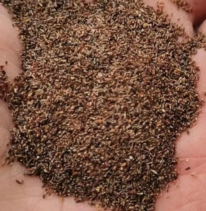 瓜叶菊种子怎么种植，瓜叶菊种子种植方法