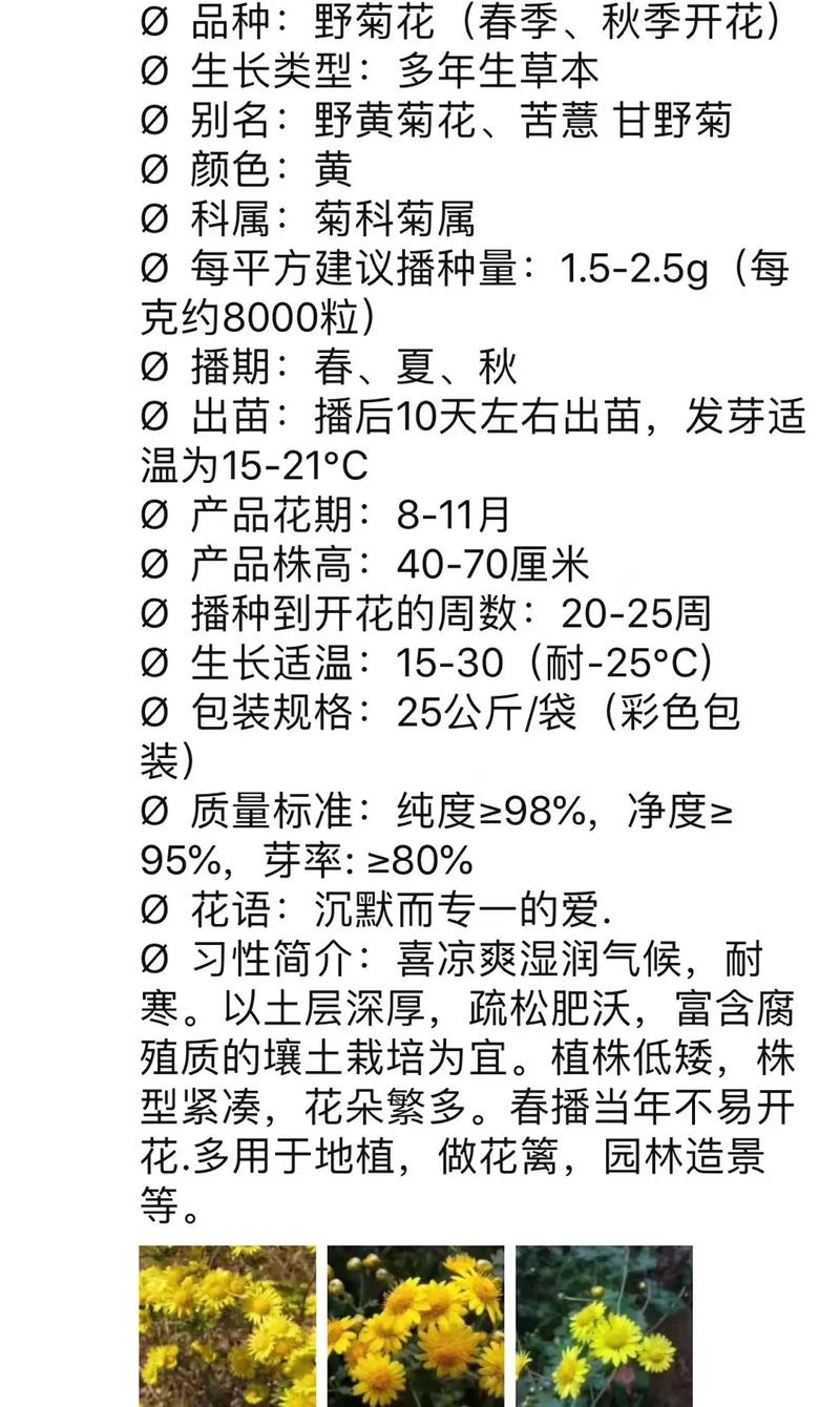 瓜叶菊种子怎么种植，瓜叶菊种子种植方法-第2张图片-优品飞百科