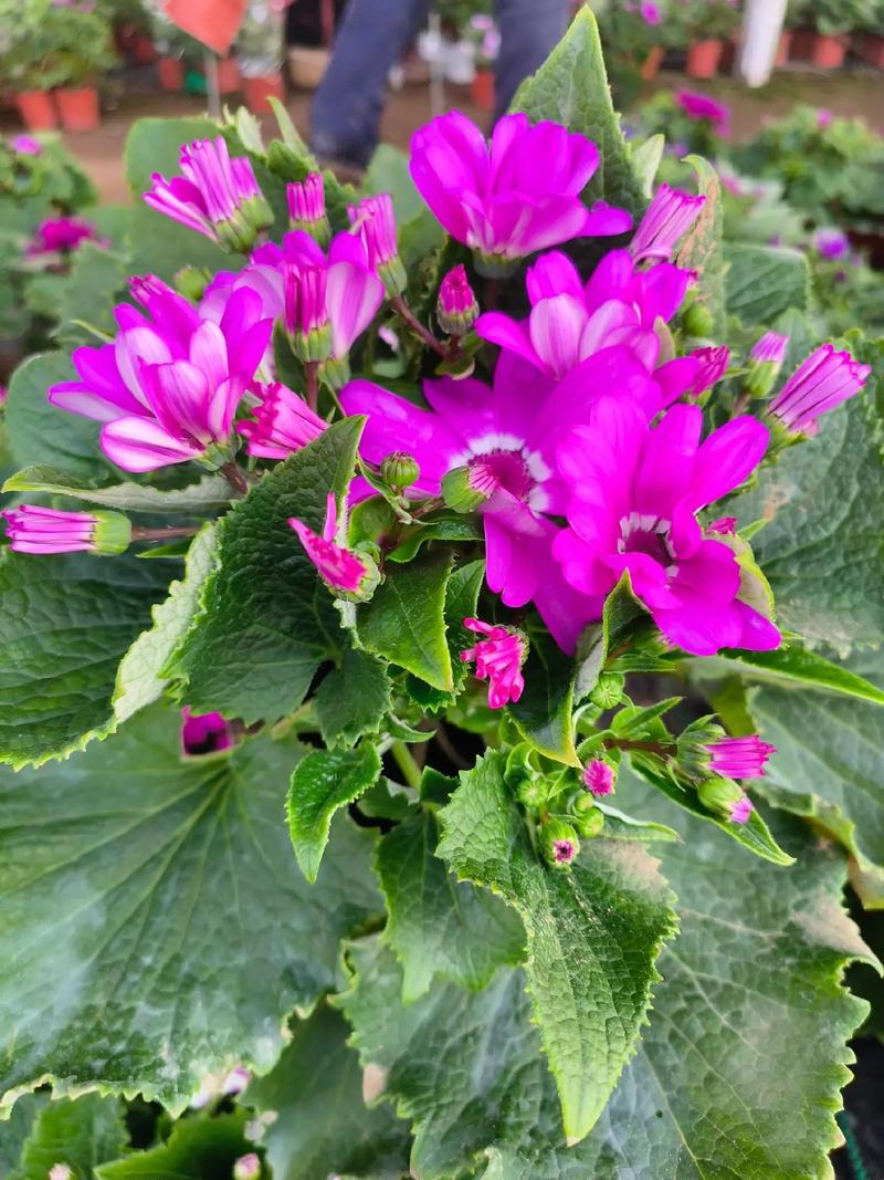 瓜叶菊种子怎么种植，瓜叶菊种子种植方法-第3张图片-优品飞百科