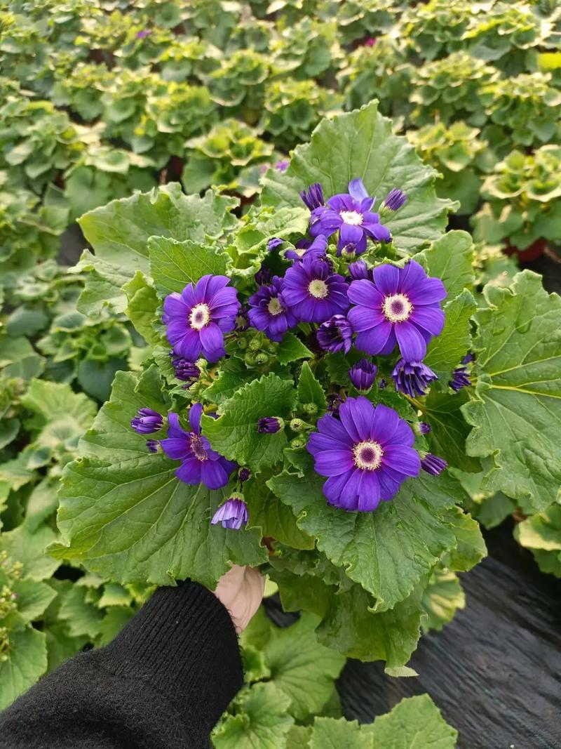 瓜叶菊种子怎么种植，瓜叶菊种子种植方法-第4张图片-优品飞百科