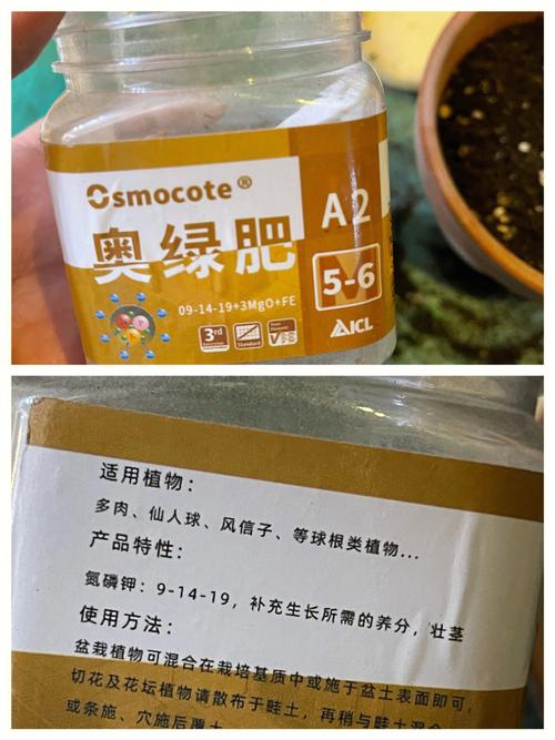 瓜叶菊种子怎么种植，瓜叶菊种子种植方法-第5张图片-优品飞百科
