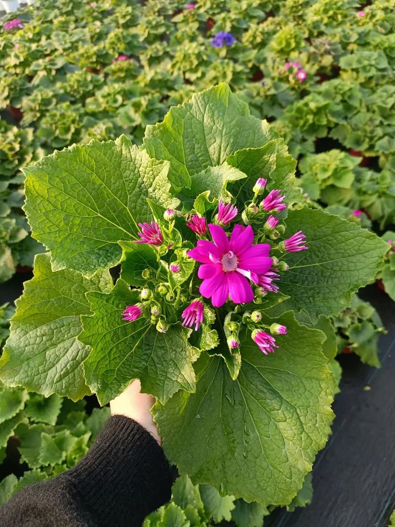 瓜叶菊种子怎么种植，瓜叶菊种子种植方法-第6张图片-优品飞百科