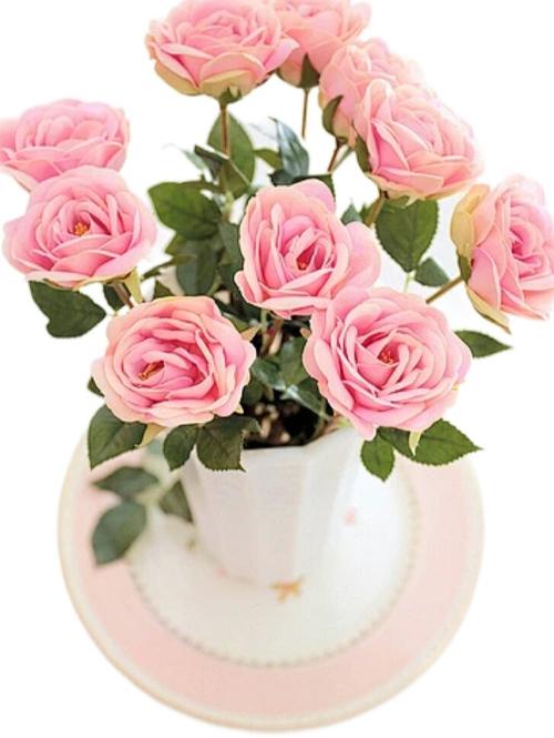 玫瑰花的养殖方法，玫瑰花种植技术与管理-第4张图片-优品飞百科