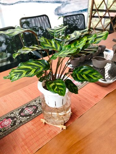 新买的双线竹芋怎么养，双线竹芋养在家里怎么浇水？