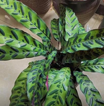 新买的双线竹芋怎么养，双线竹芋养在家里怎么浇水？-第2张图片-优品飞百科