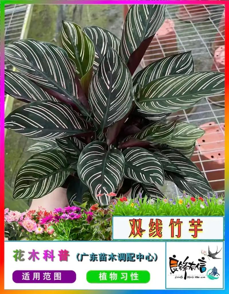 新买的双线竹芋怎么养，双线竹芋养在家里怎么浇水？-第3张图片-优品飞百科