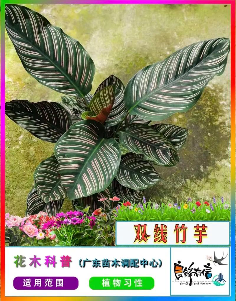 新买的双线竹芋怎么养，双线竹芋养在家里怎么浇水？-第4张图片-优品飞百科