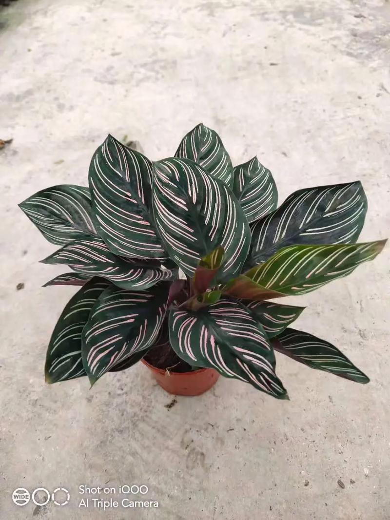 新买的双线竹芋怎么养，双线竹芋养在家里怎么浇水？-第5张图片-优品飞百科