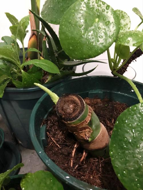 包含奶奶扦插不用土的词条-第2张图片-优品飞百科 包含奶奶扦插不用土的词条-第2张图片-优品飞百科