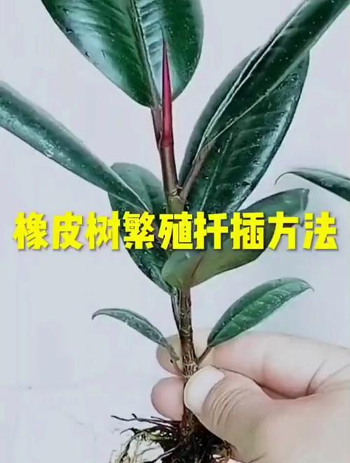 包含奶奶扦插不用土的词条-第3张图片-优品飞百科 包含奶奶扦插不用土的词条-第3张图片-优品飞百科