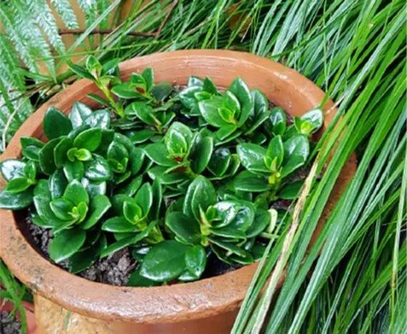 包含奶奶扦插不用土的词条-第4张图片-优品飞百科 包含奶奶扦插不用土的词条-第4张图片-优品飞百科