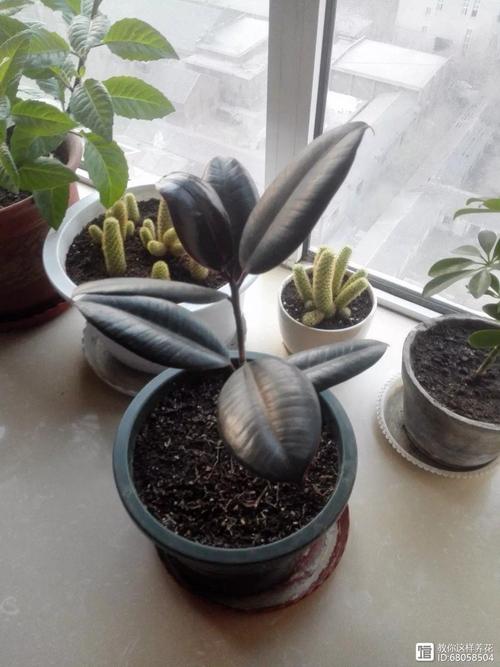 包含奶奶扦插不用土的词条-第5张图片-优品飞百科 包含奶奶扦插不用土的词条-第5张图片-优品飞百科