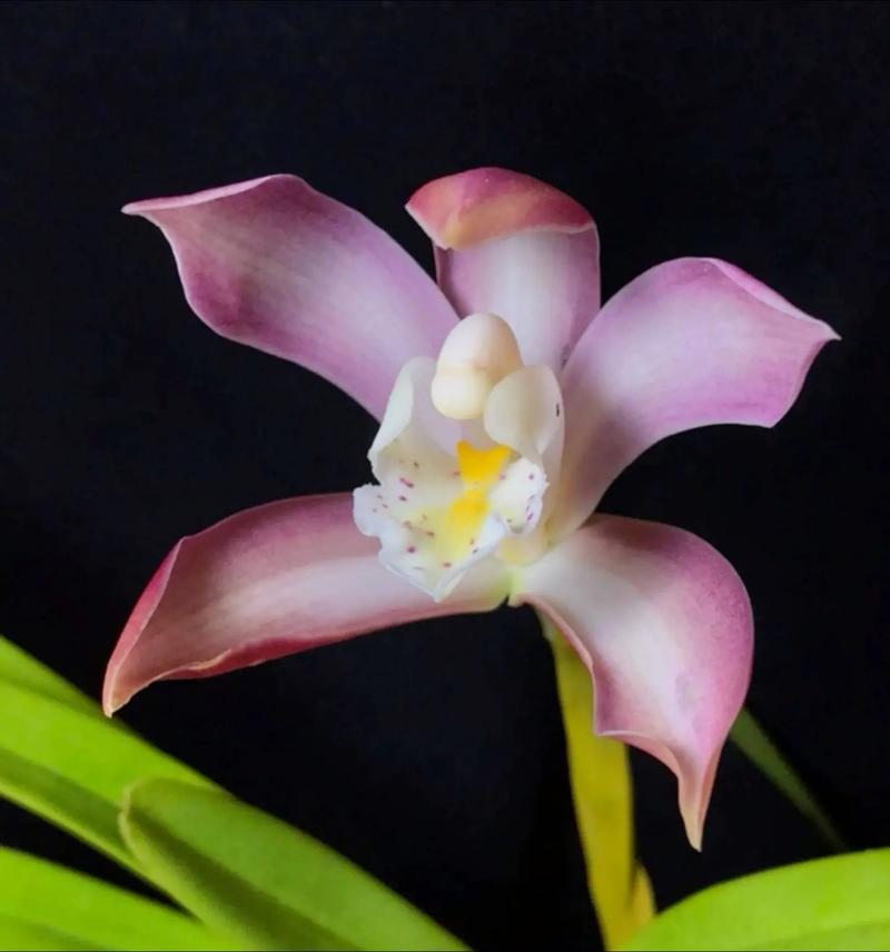 独占春种子怎么种？独占春魁的意思？