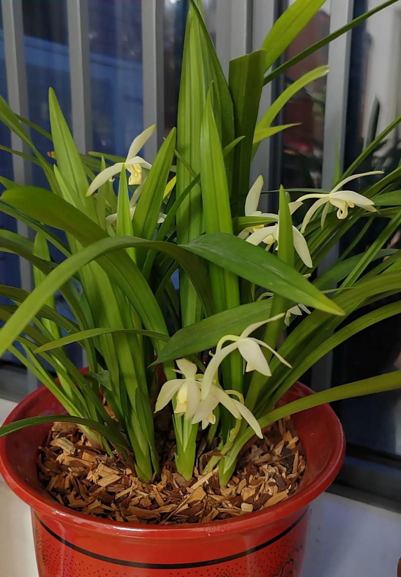 独占春种子怎么种？独占春魁的意思？-第2张图片-优品飞百科