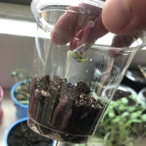 独占春种子怎么种？独占春魁的意思？-第3张图片-优品飞百科