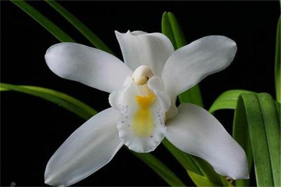 独占春种子怎么种？独占春魁的意思？-第4张图片-优品飞百科