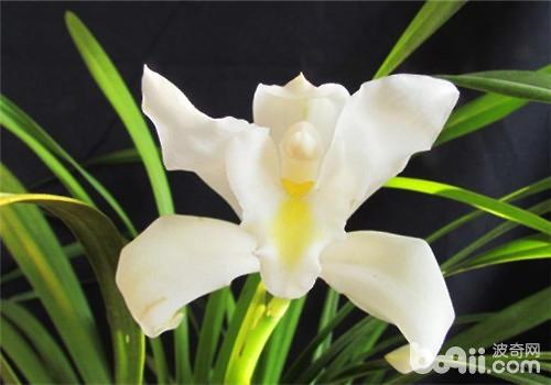 独占春种子怎么种？独占春魁的意思？-第5张图片-优品飞百科