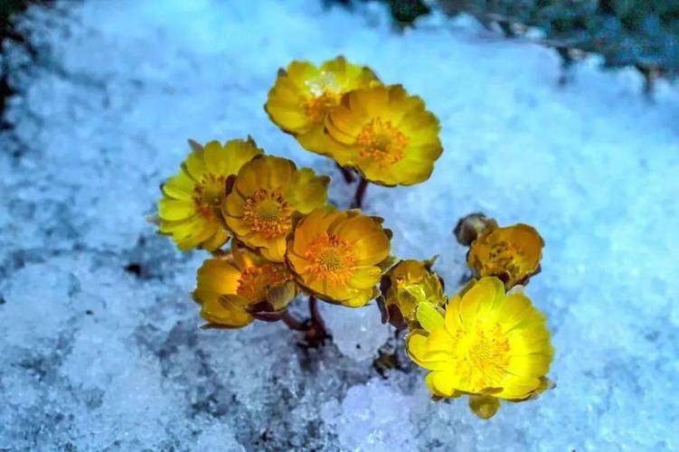 如何使腊梅在圣诞开花，如何使腊梅在圣诞开花更旺盛