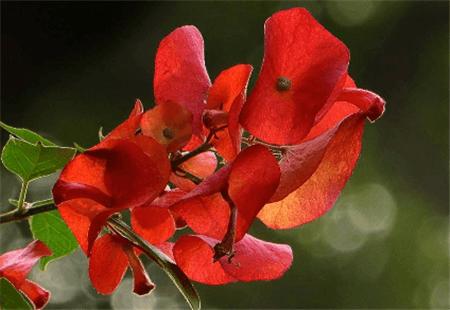 如何使腊梅在圣诞开花，如何使腊梅在圣诞开花更旺盛-第2张图片-优品飞百科