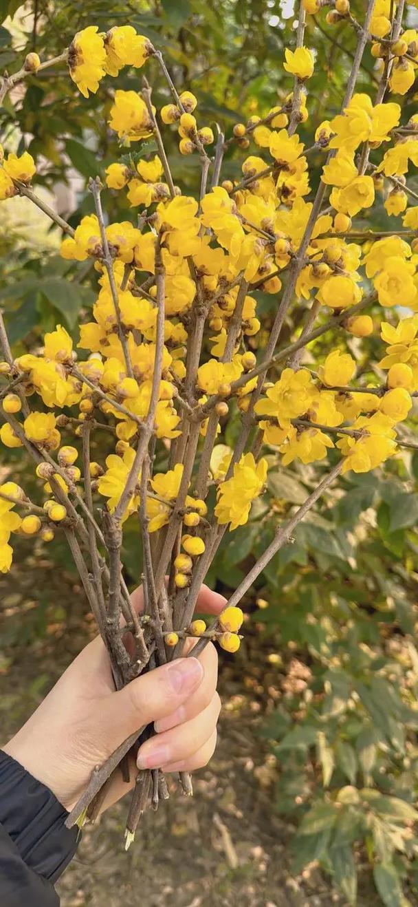 如何使腊梅在圣诞开花，如何使腊梅在圣诞开花更旺盛-第3张图片-优品飞百科