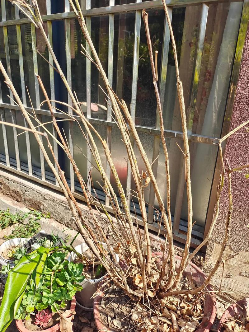 如何使腊梅在圣诞开花，如何使腊梅在圣诞开花更旺盛-第4张图片-优品飞百科