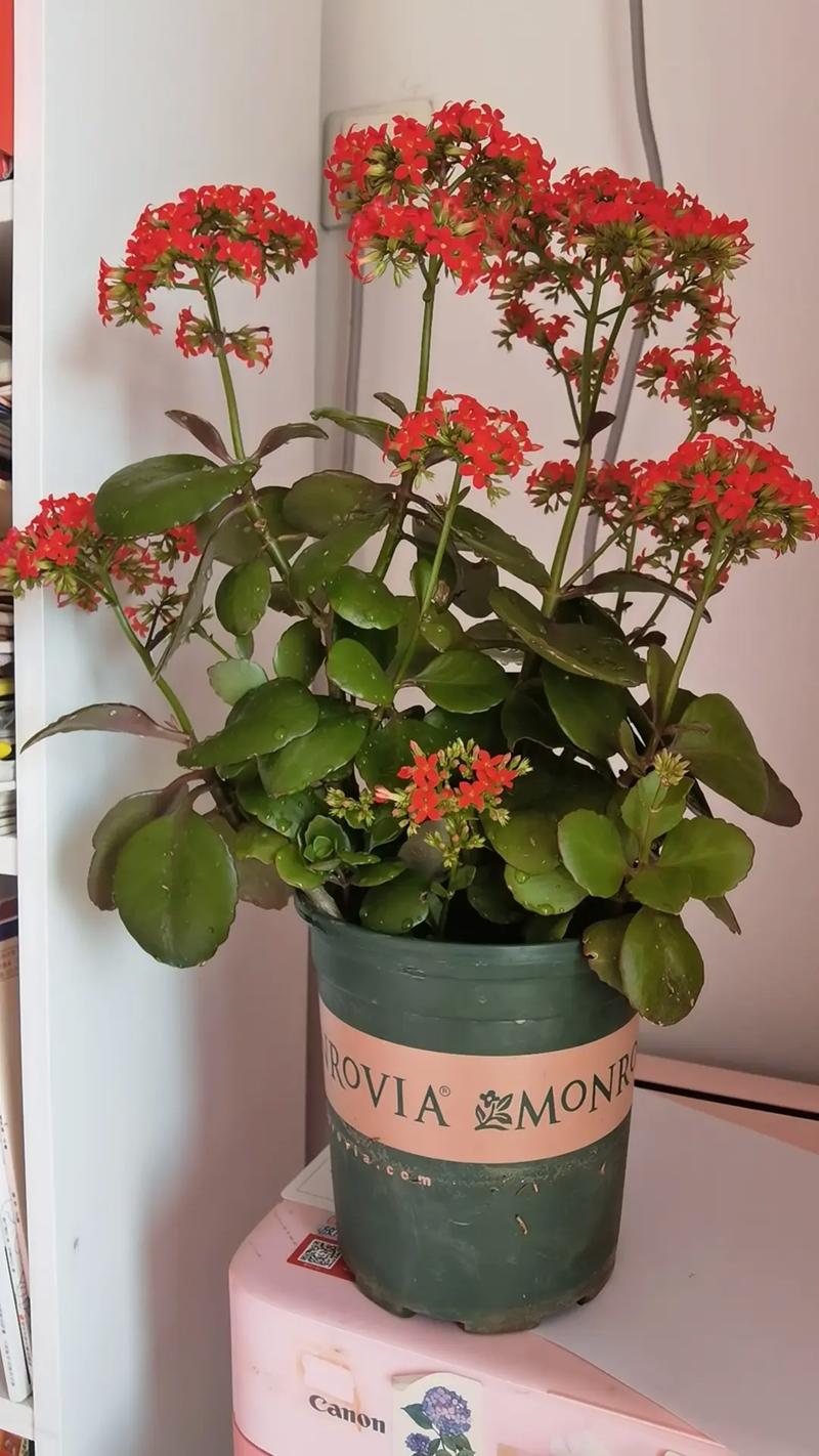 如何使腊梅在圣诞开花，如何使腊梅在圣诞开花更旺盛-第5张图片-优品飞百科