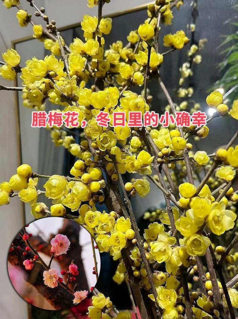 如何使腊梅在圣诞开花，如何使腊梅在圣诞开花更旺盛-第8张图片-优品飞百科