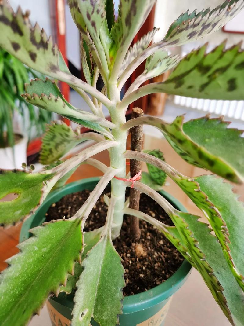 落地生根怎么养才能开花，落地生根怎么养出状态？