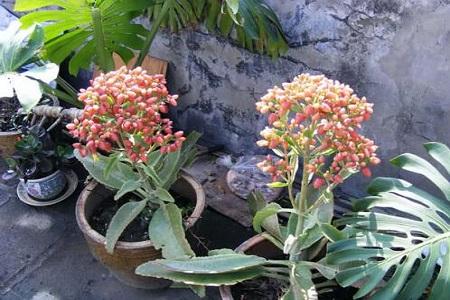 落地生根怎么养才能开花，落地生根怎么养出状态？-第2张图片-优品飞百科