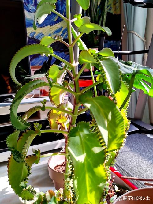 落地生根怎么养才能开花，落地生根怎么养出状态？-第4张图片-优品飞百科