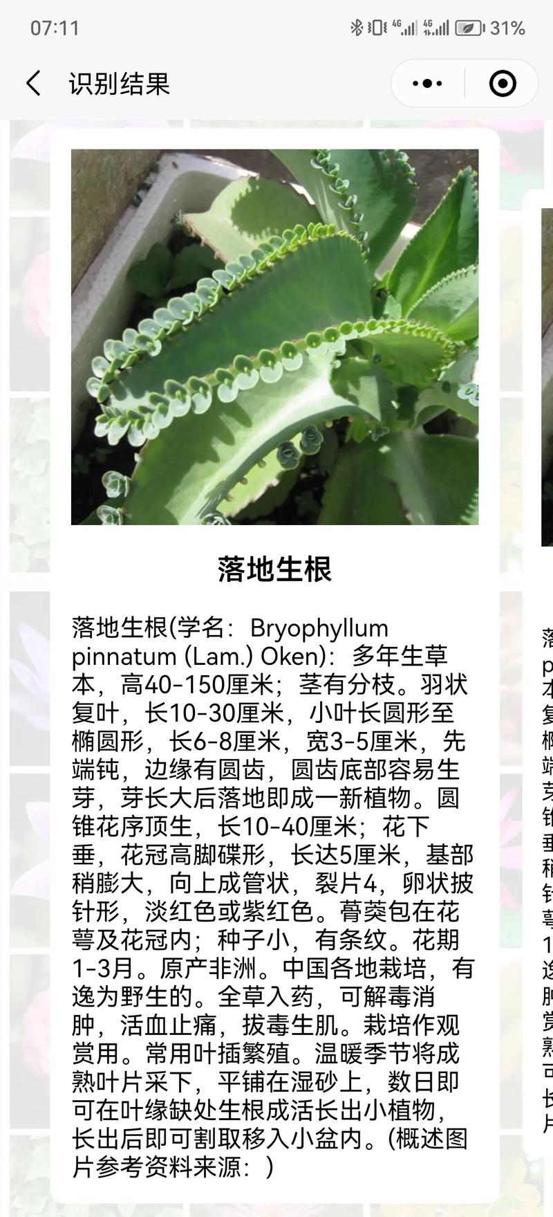 落地生根怎么养才能开花，落地生根怎么养出状态？-第3张图片-优品飞百科