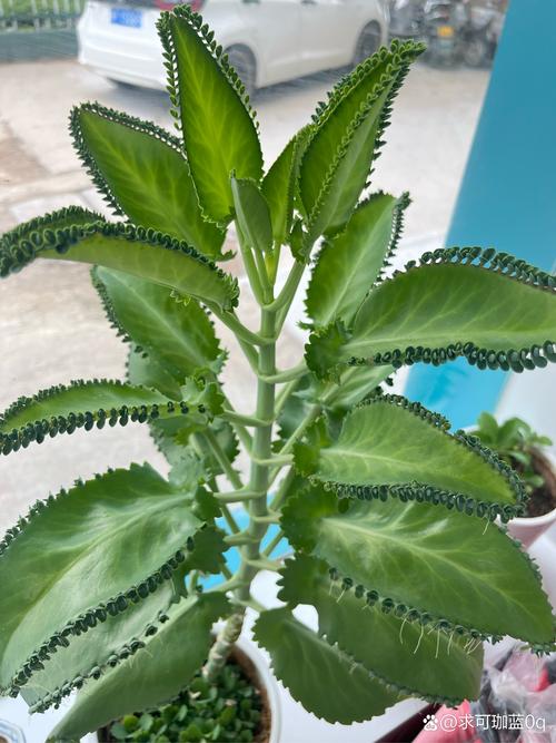 落地生根怎么养才能开花，落地生根怎么养出状态？-第5张图片-优品飞百科