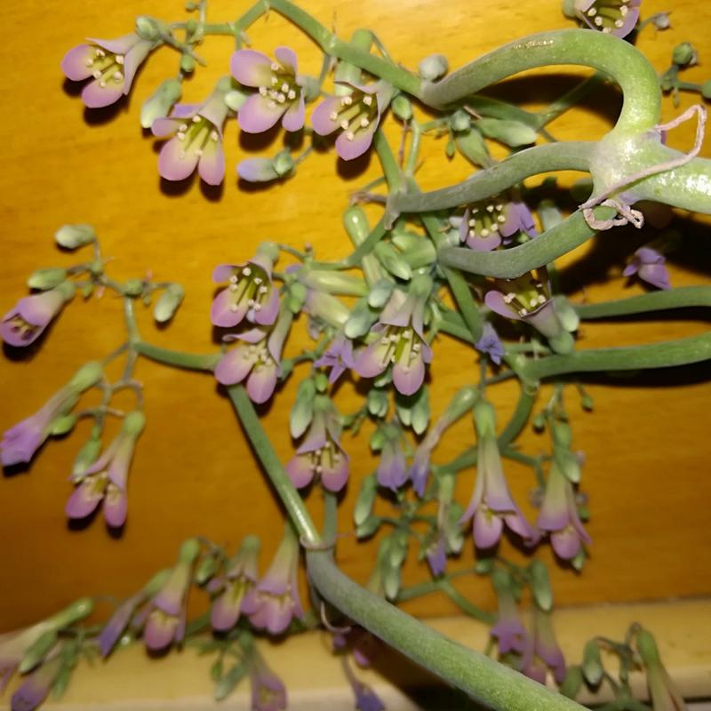 落地生根怎么养才能开花，落地生根怎么养出状态？-第6张图片-优品飞百科