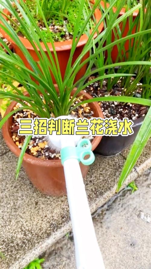 如何判断兰花是否缺水，怎样判断兰花是否缺水？