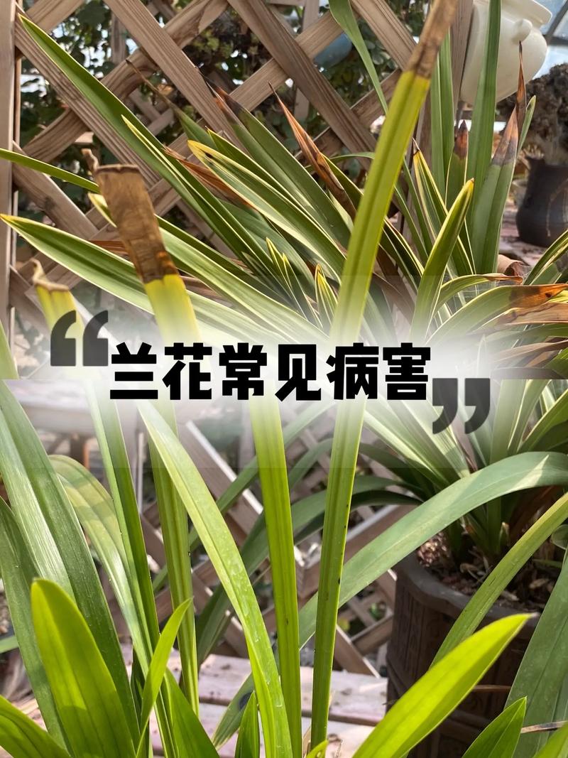 如何判断兰花是否缺水，怎样判断兰花是否缺水？-第2张图片-优品飞百科