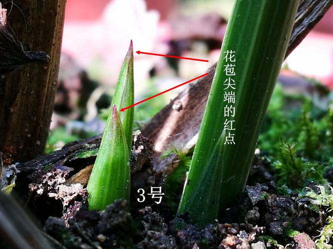 如何判断兰花是否缺水，怎样判断兰花是否缺水？-第3张图片-优品飞百科