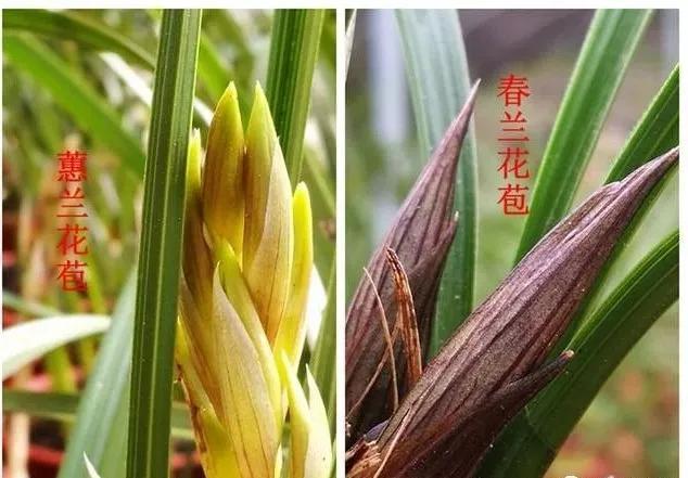 如何判断兰花是否缺水，怎样判断兰花是否缺水？-第4张图片-优品飞百科