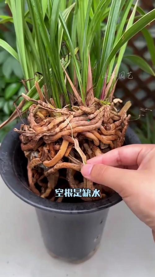 如何判断兰花是否缺水，怎样判断兰花是否缺水？-第5张图片-优品飞百科