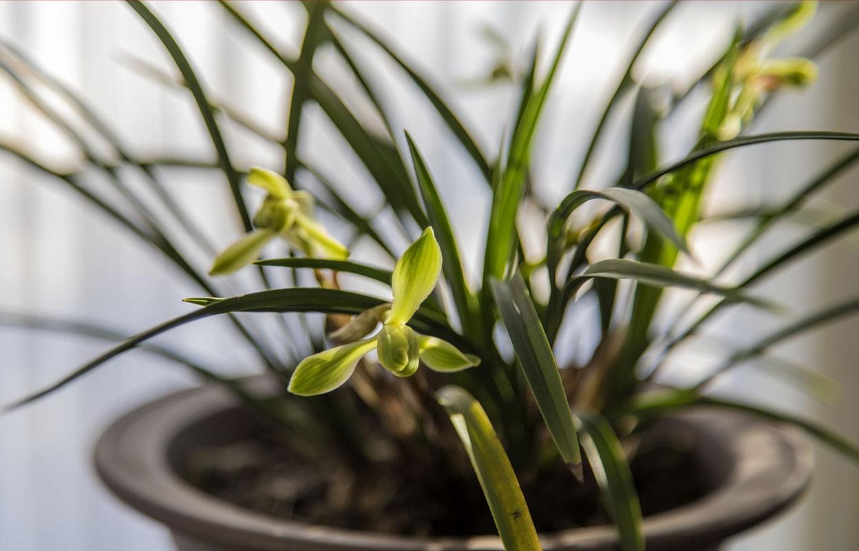 如何判断兰花是否缺水，怎样判断兰花是否缺水？-第6张图片-优品飞百科