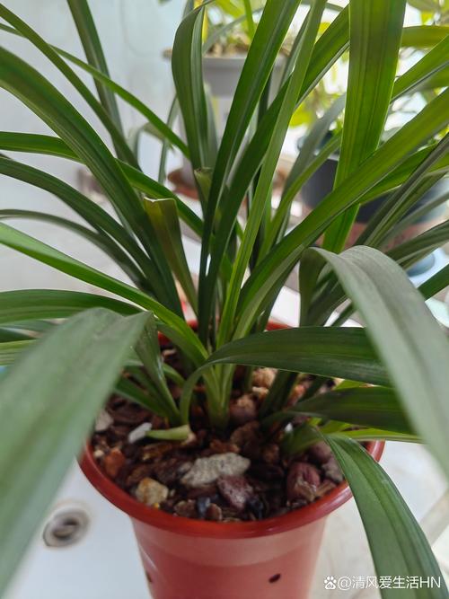 如何判断兰花是否缺水，怎样判断兰花是否缺水？-第8张图片-优品飞百科