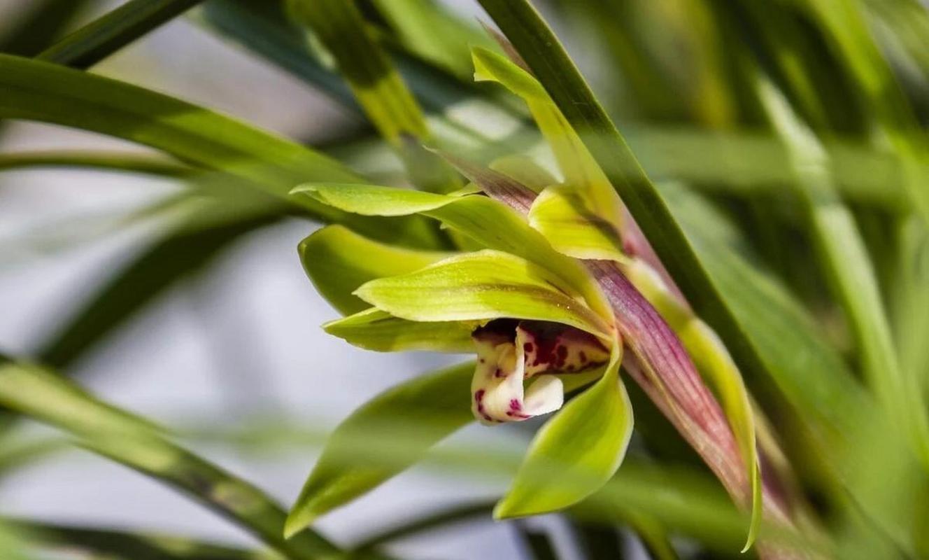 如何判断兰花是否缺水，怎样判断兰花是否缺水？-第7张图片-优品飞百科