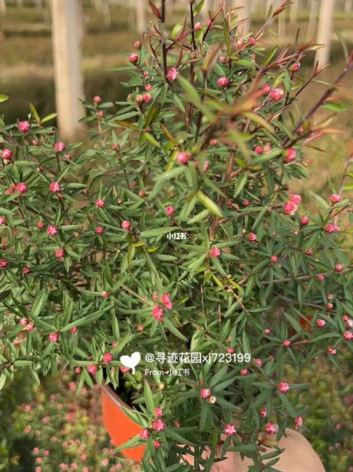 如何使松红梅在圣诞开花，松红梅怎么扦插