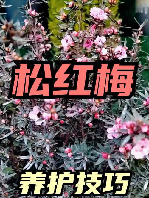 如何使松红梅在圣诞开花,松红梅怎么扦插-第3张图片-优品飞百科 如何使松红梅在圣诞开花,松红梅怎么扦插-第3张图片-优品飞百科