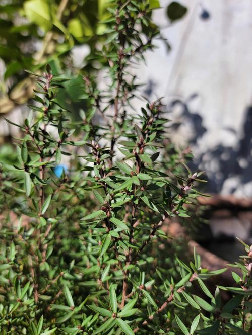 如何使松红梅在圣诞开花,松红梅怎么扦插-第2张图片-优品飞百科 如何使松红梅在圣诞开花,松红梅怎么扦插-第2张图片-优品飞百科